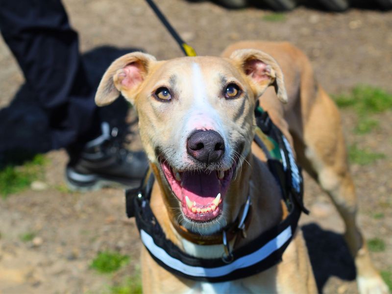 Ludo | Lurcher Cross | Kenilworth (West Midlands) - 5