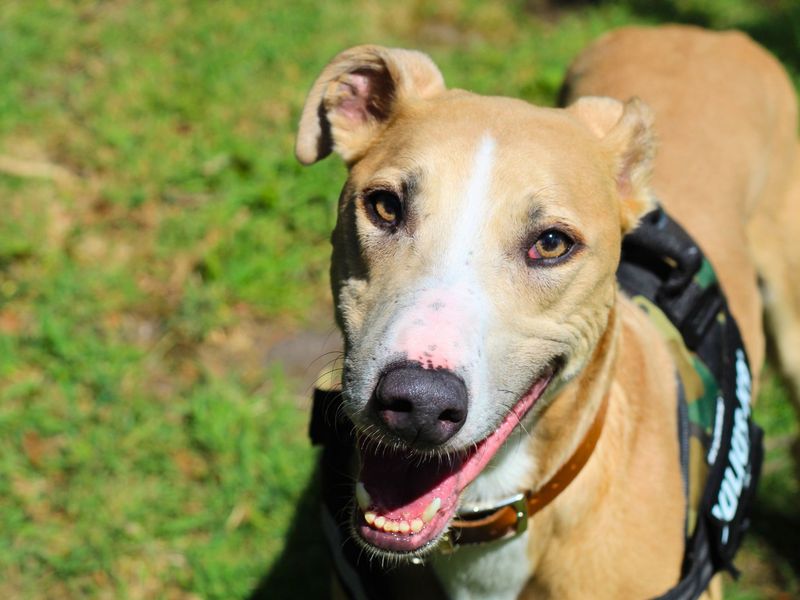 Ludo | Lurcher Cross | Kenilworth (West Midlands) - 6