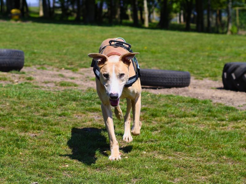 Ludo | Lurcher Cross | Kenilworth (West Midlands) - 4