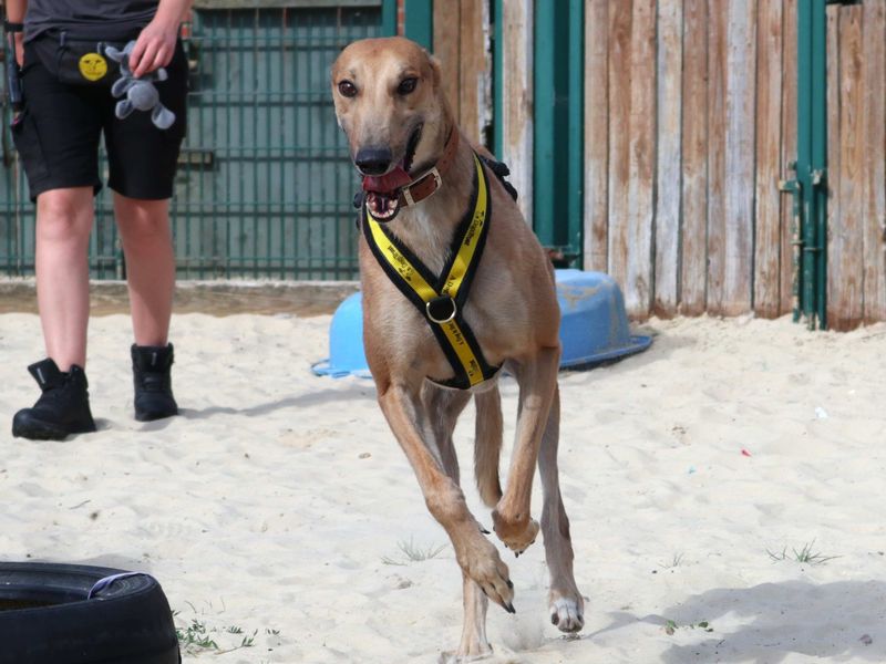 Ocean | Greyhound | Harefield West London - 2