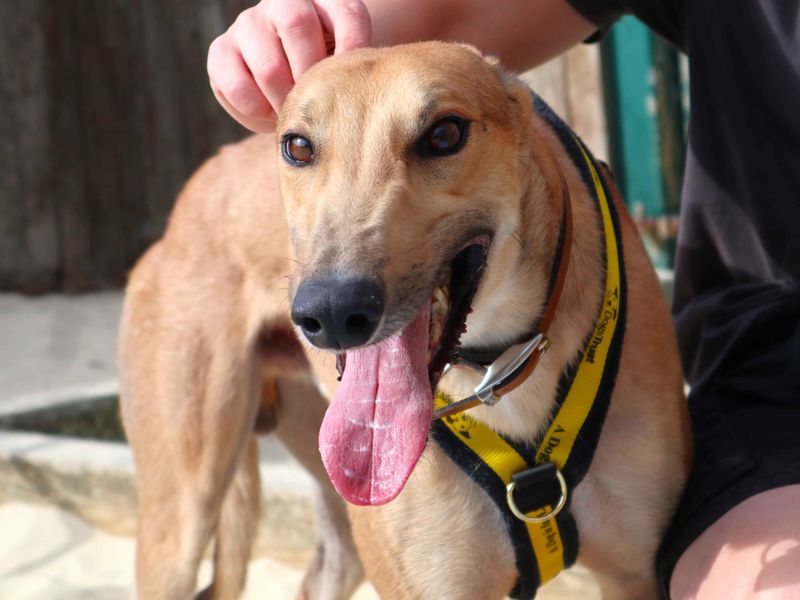 Ocean | Greyhound | Harefield West London - 1