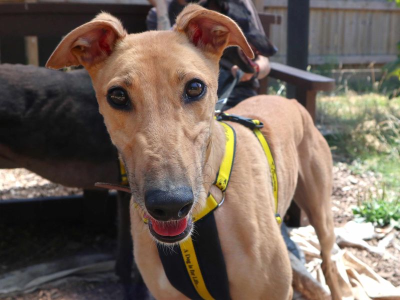 Greyhound Dogs And Puppies For Adoption