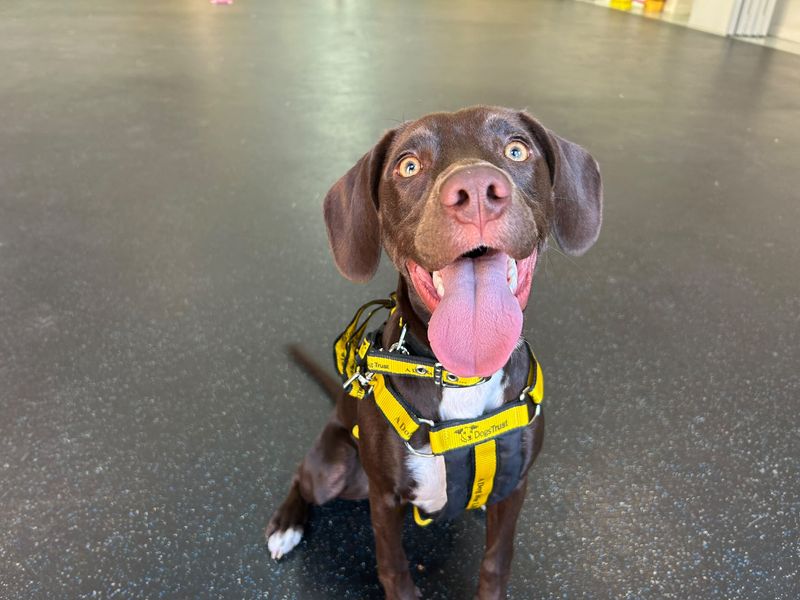 Rosie | Spaniel (English Springer) Cross | Basildon (Essex) - 1
