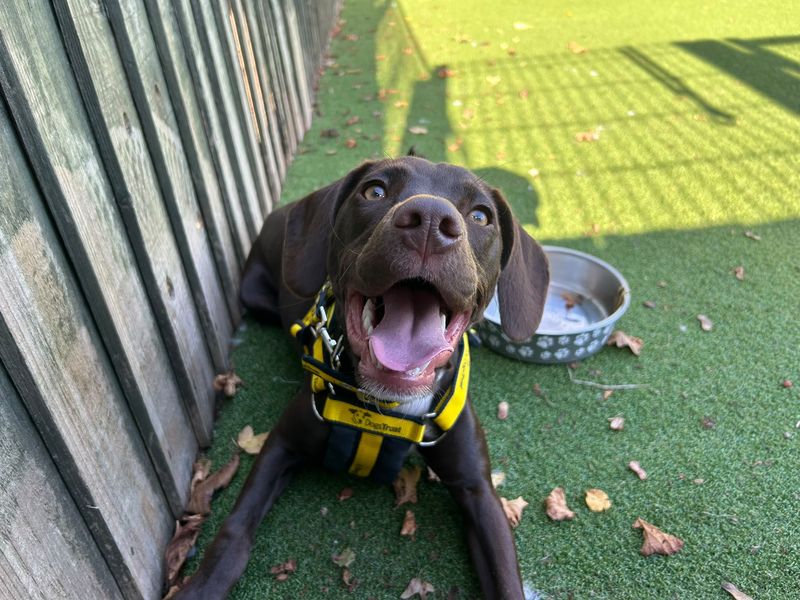 Rosie | Spaniel (English Springer) Cross | Basildon (Essex) - 2