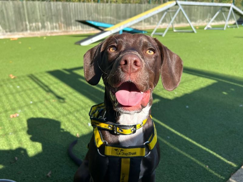 Rosie | Spaniel (English Springer) Cross | Basildon (Essex) - 3