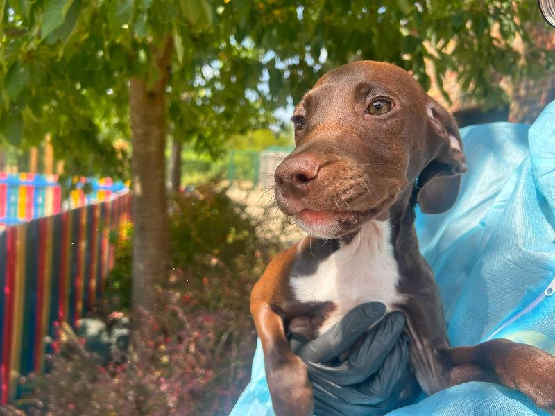 Aspen | Spaniel (English Springer) Cross | Basildon (Essex) - 4