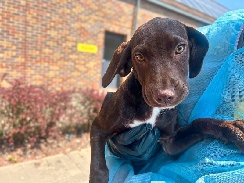 Aspen | Spaniel (English Springer) Cross | Basildon (Essex) - 1