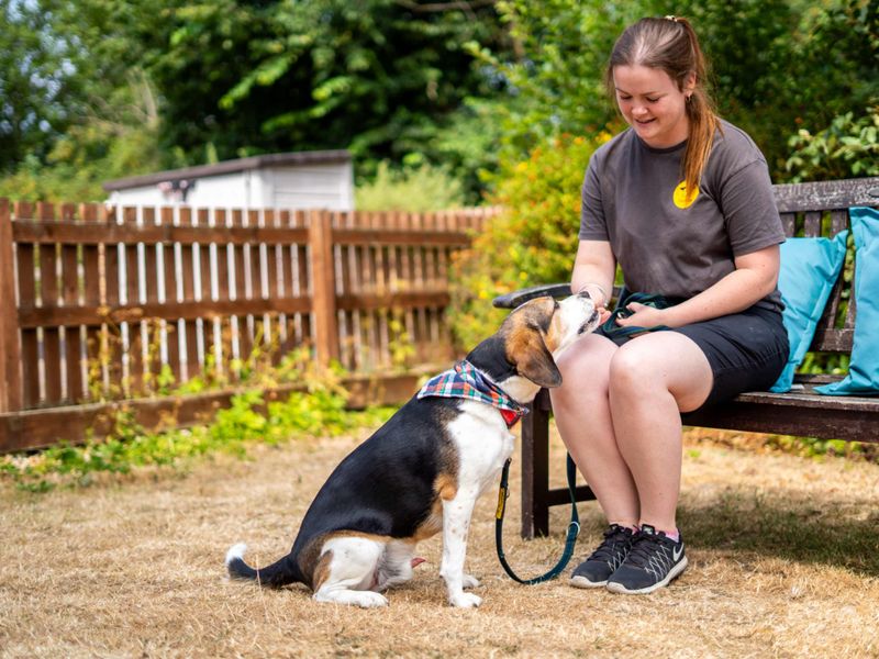 Alphie | Beagle Cross | Newbury (Berkshire) - 2