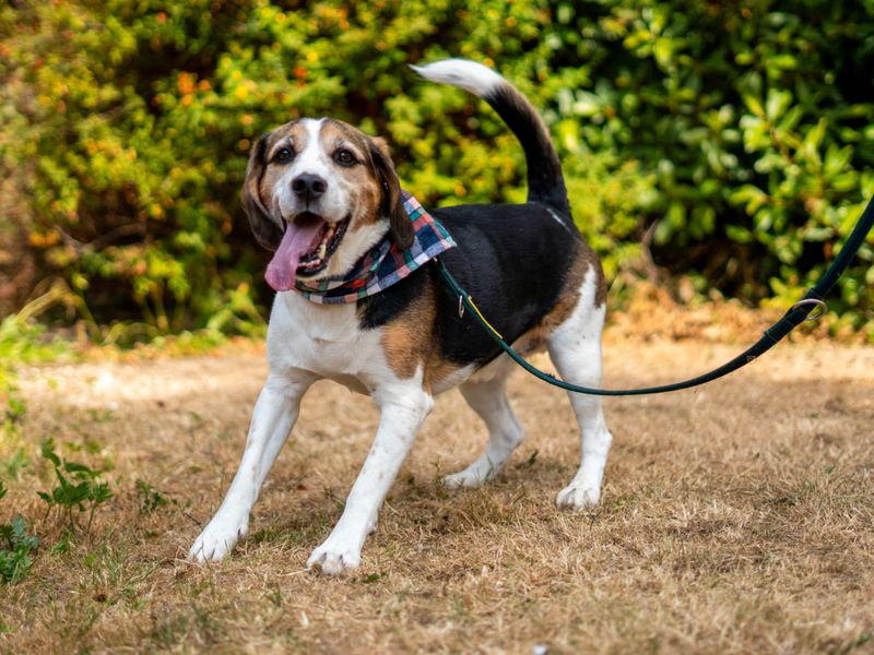 Alphie | Beagle Cross | Newbury (Berkshire) - 3