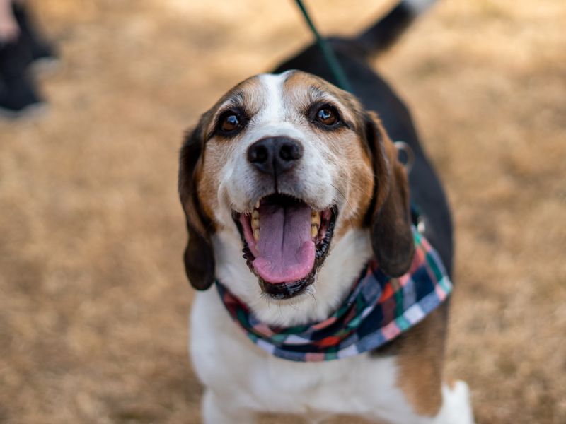 Alphie | Beagle Cross | Newbury (Berkshire) - 4