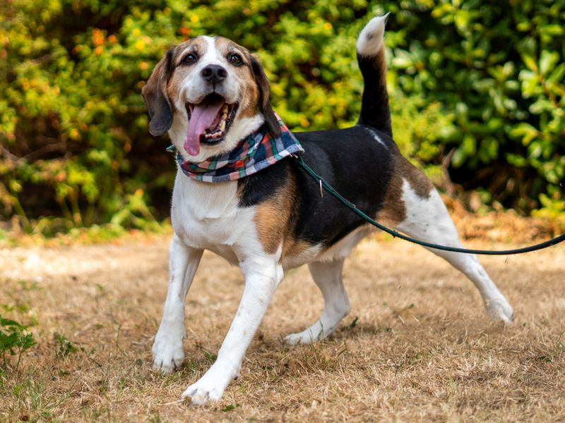 Alphie | Beagle Cross | Newbury (Berkshire) - 5