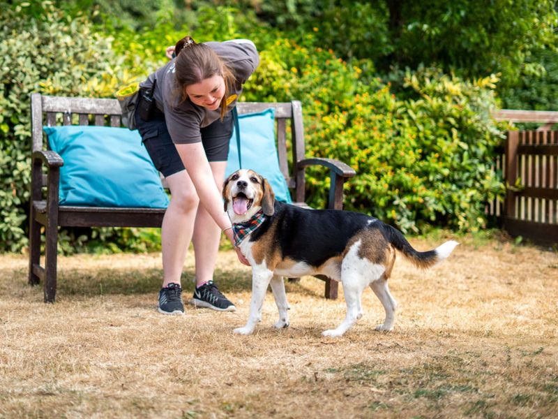Alphie | Beagle Cross | Newbury (Berkshire) - 6