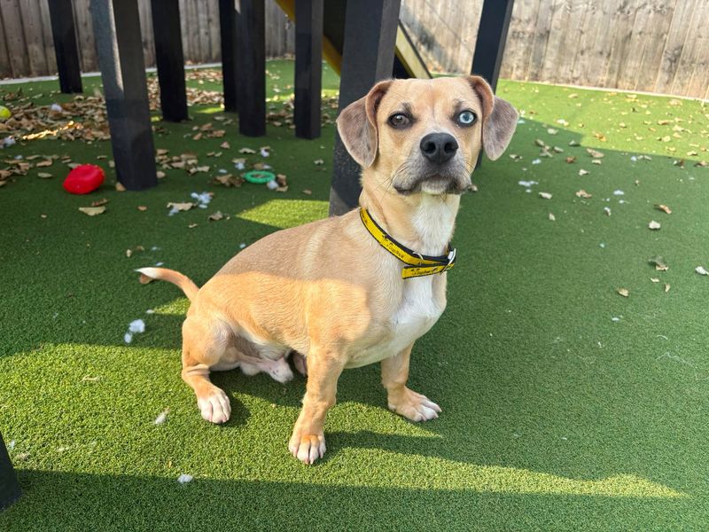 Treko | Dachshund (Smooth Haired) Cross | Cardiff - 2