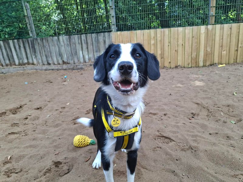 Freddie | Collie (Border) Cross | Ilfracombe - 2