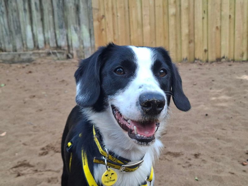 Freddie | Collie (Border) Cross | Ilfracombe - 3