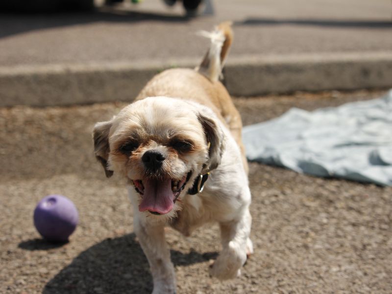 Shih Tzu Dogs And Puppies For Adoption