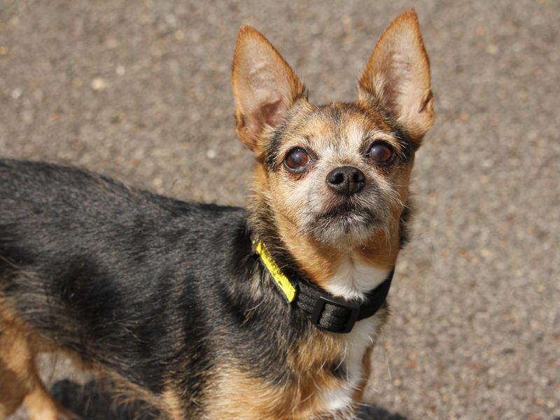 Alf | Chihuahua (Smooth Coat) Cross | Bridgend (Wales) - 1
