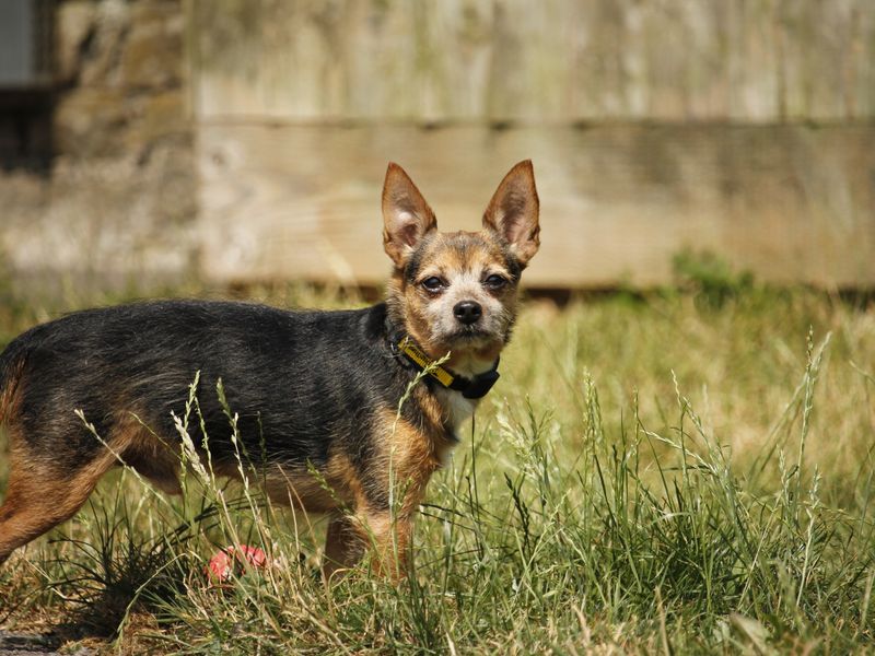 Alf | Chihuahua (Smooth Coat) Cross | Bridgend (Wales) - 2