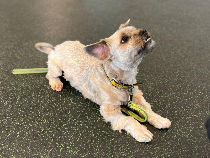 Yushi | Shih Tzu Cross | Canterbury - 2