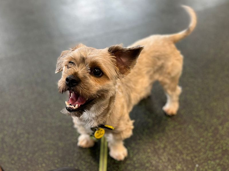 Yushi | Shih Tzu Cross | Canterbury - 3