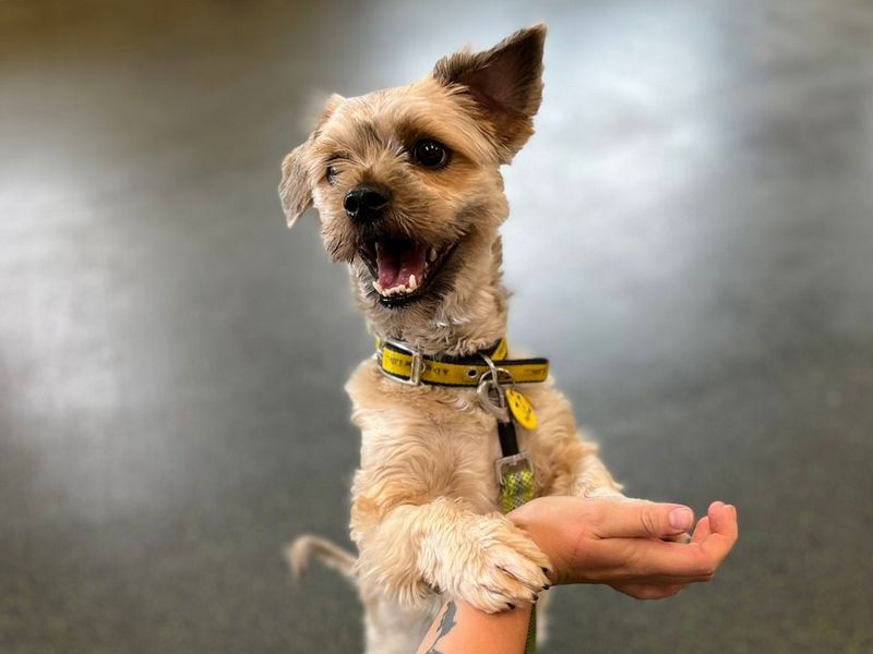 Yushi | Shih Tzu Cross | Canterbury - 4