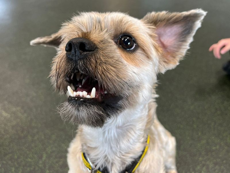 Yushi | Shih Tzu Cross | Canterbury - 5