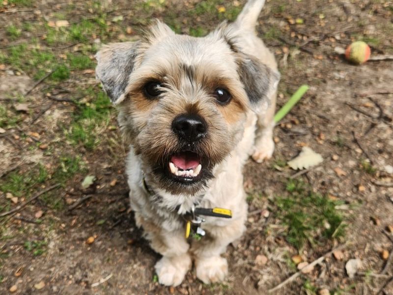 Yushi | Shih Tzu Cross | Canterbury - 1