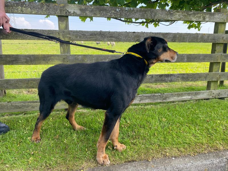 Wilbur | New Zealand Huntaway | Cumbria - 3