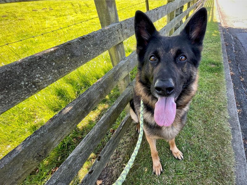 Rex | German Shepherd Dog | Cumbria - 1