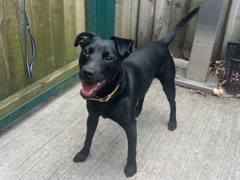 Trixie | Terrier (Patterdale) | Cardiff - 3