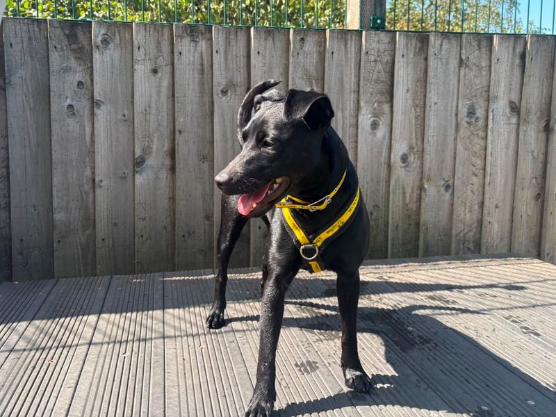 Trixie | Terrier (Patterdale) | Cardiff - 4