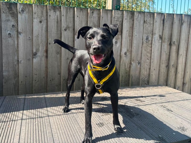 Trixie | Terrier (Patterdale) | Cardiff - 1