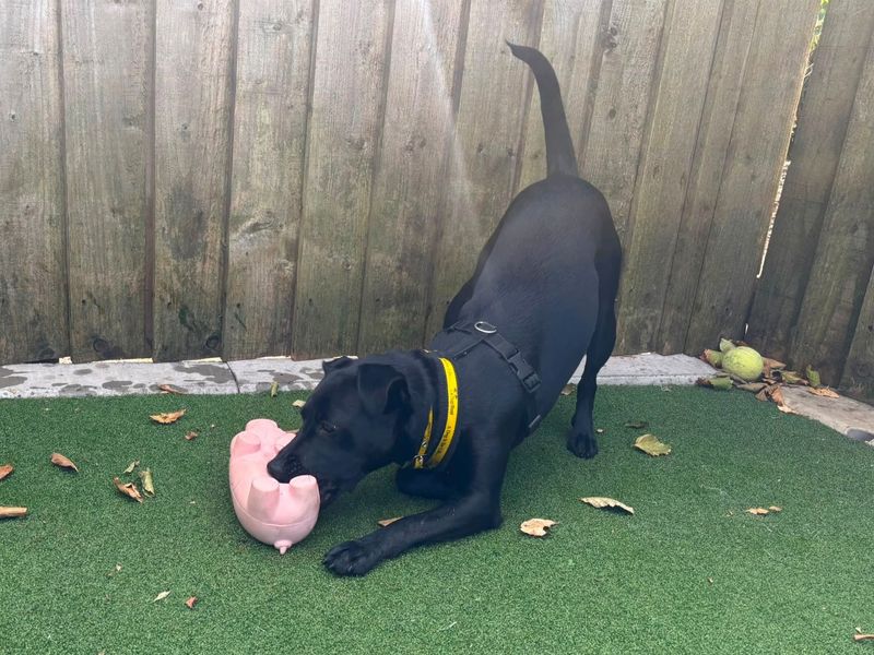 Trixie | Terrier (Patterdale) | Cardiff - 2