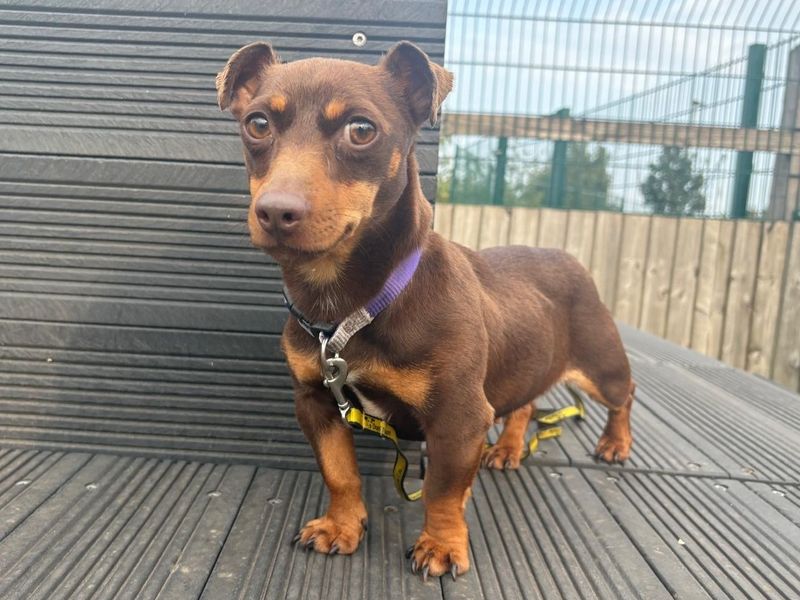 Katya | Dachshund (Miniature Smooth Haired) Cross | Cardiff - 2