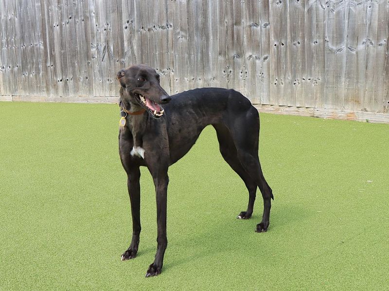 Willow | Greyhound | Evesham (Worcestershire) - 1