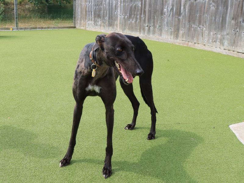 Willow | Greyhound | Evesham (Worcestershire) - 2