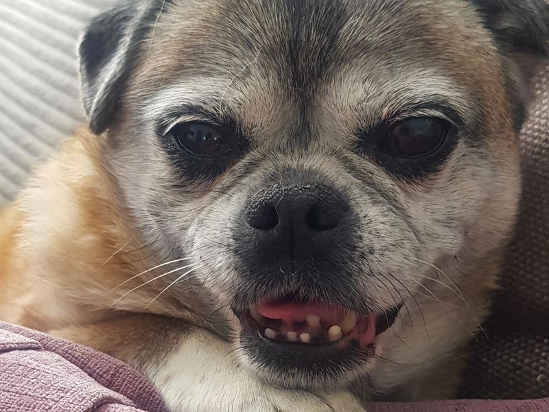 Poppy | Pug Cross | Shoreham (Sussex) - 6