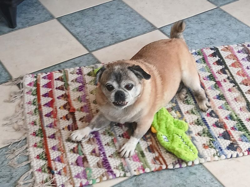 Poppy | Pug Cross | Shoreham (Sussex) - 2