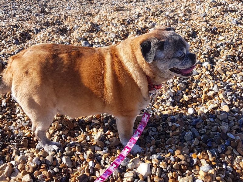 Poppy | Pug Cross | Shoreham (Sussex) - 4
