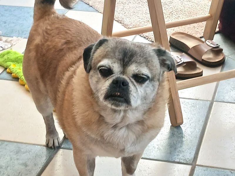 Poppy | Pug Cross | Shoreham (Sussex) - 5