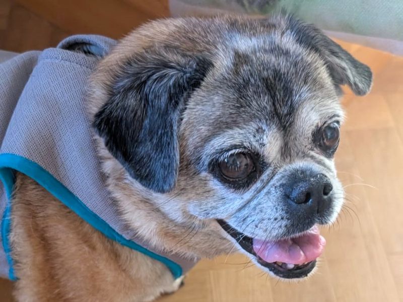 Poppy | Pug Cross | Shoreham (Sussex) - 3