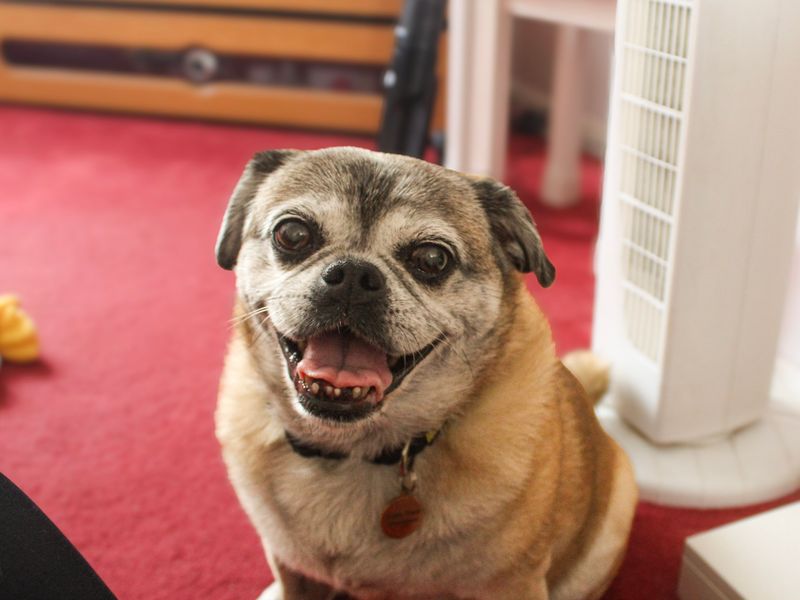 Poppy | Pug Cross | Shoreham (Sussex) - 7