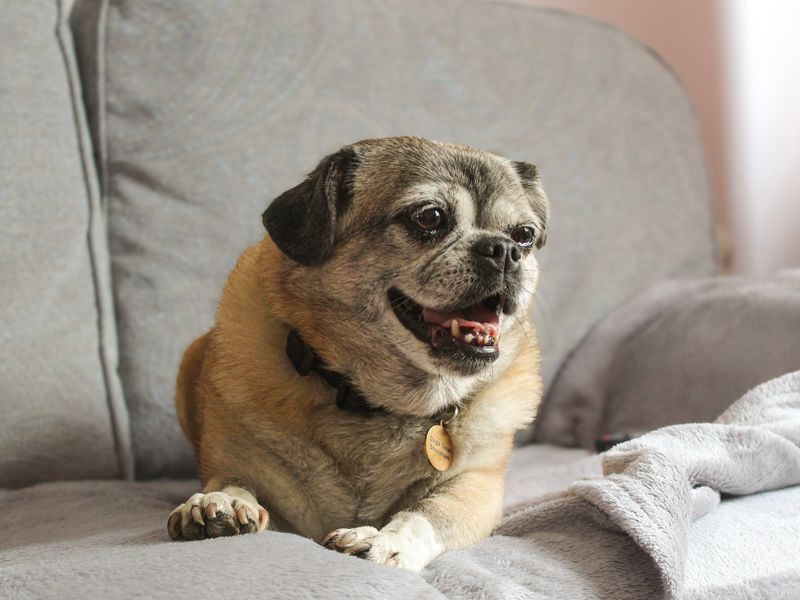Poppy | Pug Cross | Shoreham (Sussex) - 5