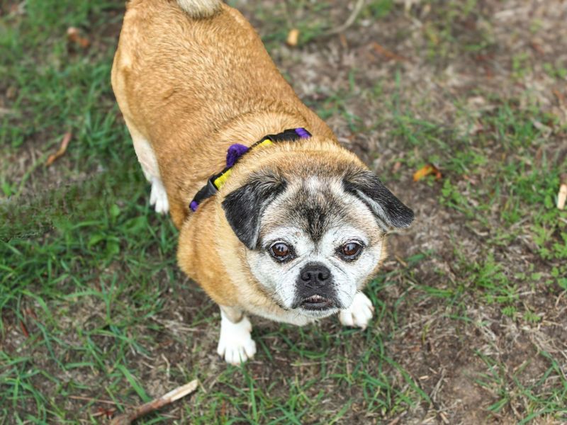 Poppy | Pug Cross | Shoreham (Sussex) - 3