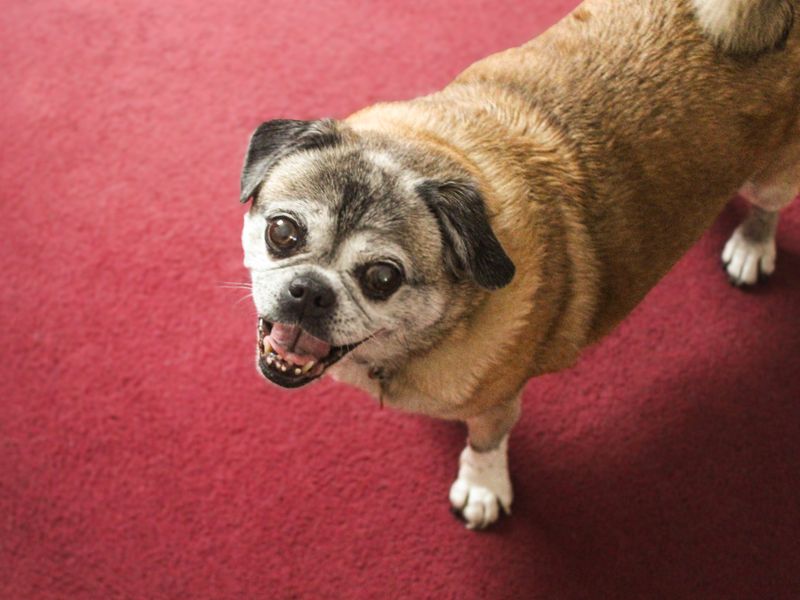 Poppy | Pug Cross | Shoreham (Sussex) - 6
