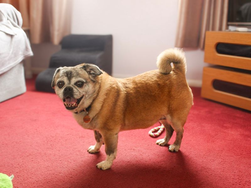Poppy | Pug Cross | Shoreham (Sussex) - 4