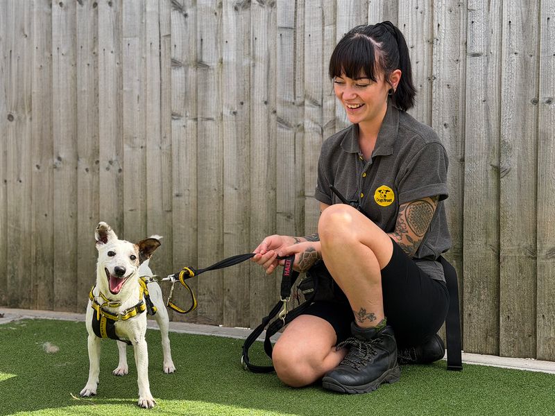 Maisie | Terrier (Jack Russell) | Leeds - 2