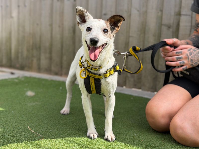 Maisie | Terrier (Jack Russell) | Leeds - 1