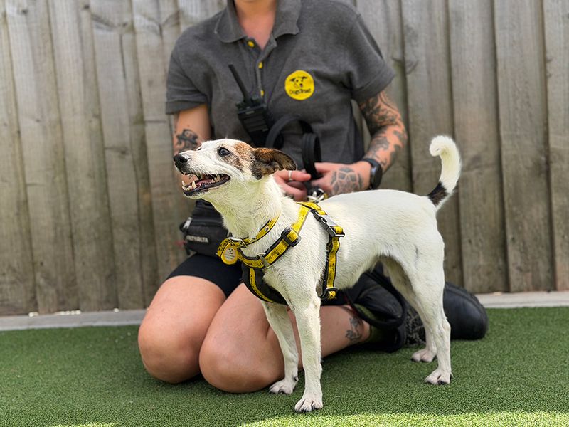 Maisie | Terrier (Jack Russell) | Leeds - 3