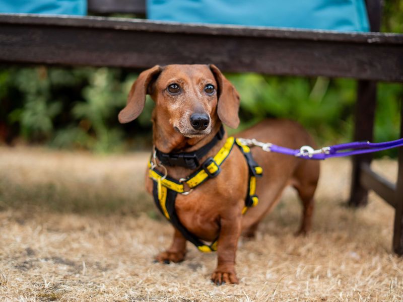 Penny | Dachshund (Kaninchen/Rabbit, Smooth Haired) | Newbury (Berkshire) - 1